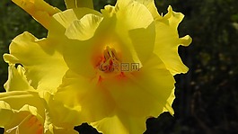 花,黃色,廠