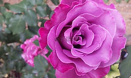 花,玫瑰,自然