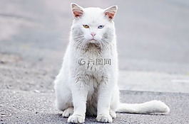 動物,背景,美麗