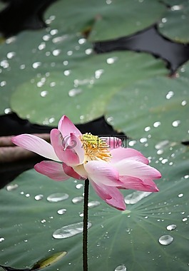 粉紅色,蓮花,鮮花