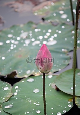 蓮花,花,芽