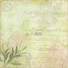 粉紅色,玫瑰,花的