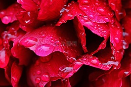 牡丹,雨,滴