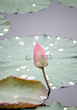 蓮花,花,芽