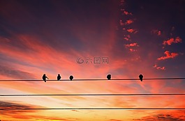 動物,鳥,坐