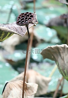 干,種子,黑