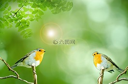 鳥,綠色,動物