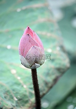 蓮花,芽,粉紅色