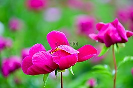 鮮花,牡丹,植物