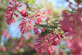 花,粉紅色,花瓣