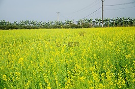 花,改革,金