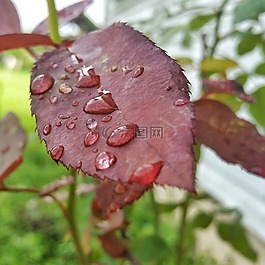 葉,滴,紅色