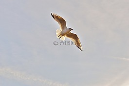 海鷗,水,博登湖