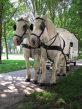 動物,馬,馬匹
