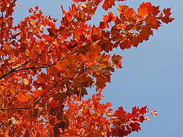 秋,樹(shù),有機(jī)