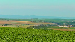 rheinhessen,景觀,綠色