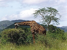 野生動物,哺乳動物,長頸鹿