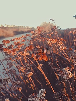 花,紅色,花瓣