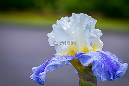 鳶尾花,花,紫色花