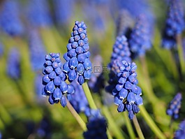 muscari,开花,花