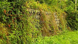 對沖,野生對沖,墻