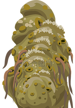 植物,棕色,海洋