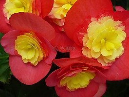 海棠,花,紅色