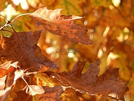 萬圣節(jié),秋,葉子