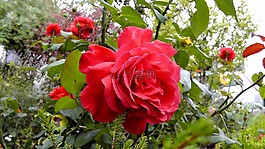 玫瑰,鮮花,花