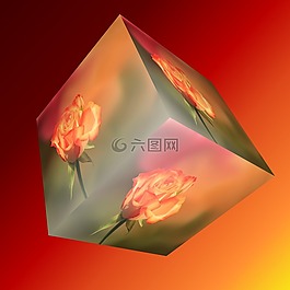 多維數(shù)據(jù)集,花,玫瑰