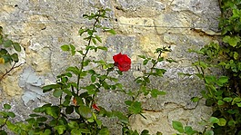 玫瑰,墻,薔薇