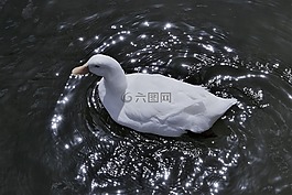 白鴨,天鵝,水