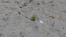 沙,海灘,沙灘