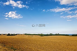 字段,糧食,地平線