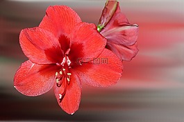 花,開花,阿馬麗利斯
