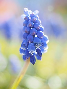 muscari,葡萄风信子,开花