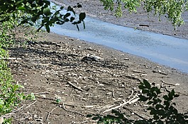 環(huán)礁湖,貽貝,流