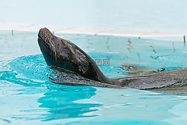 海獅,動(dòng)物園,巴爾米拉