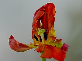 郁金香,花,開(kāi)花