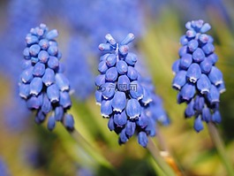 muscari,葡萄风信子,开花