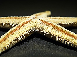 海星,明星,海