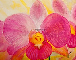 鳶尾花,百合,蘭花