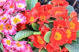 鮮花,春天,性質(zhì)