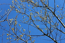 樹,天空,皇冠