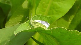 白,蝴蝶,昆蟲