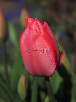 郁金香,紅色,花
