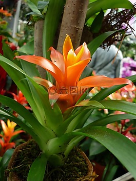 凤梨,花,橙