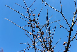 樹,景觀,皇冠