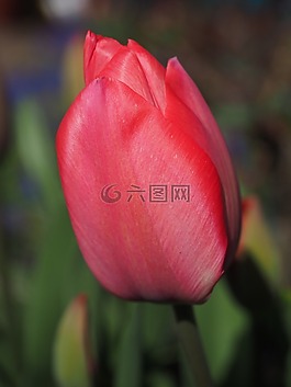 郁金香,紅色,花