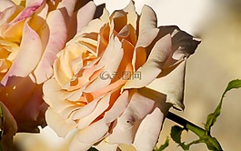 玫瑰,羅莎,鮮花